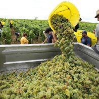 Drought forces earliest harvest ever in French wine country | AP News