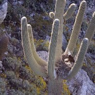 Bald eagles, eaglets found nesting in arms of Arizona cactus - ABC News