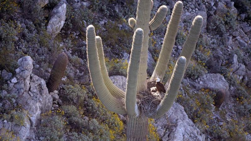 Bald eagles, eaglets found nesting in arms of Arizona cactus - ABC News