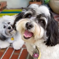 Havanese