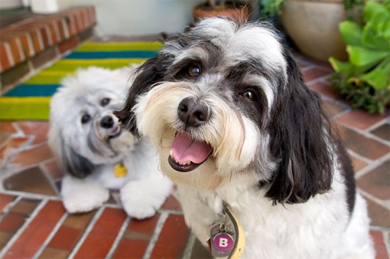 Havanese