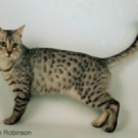 The Egyptian Mau