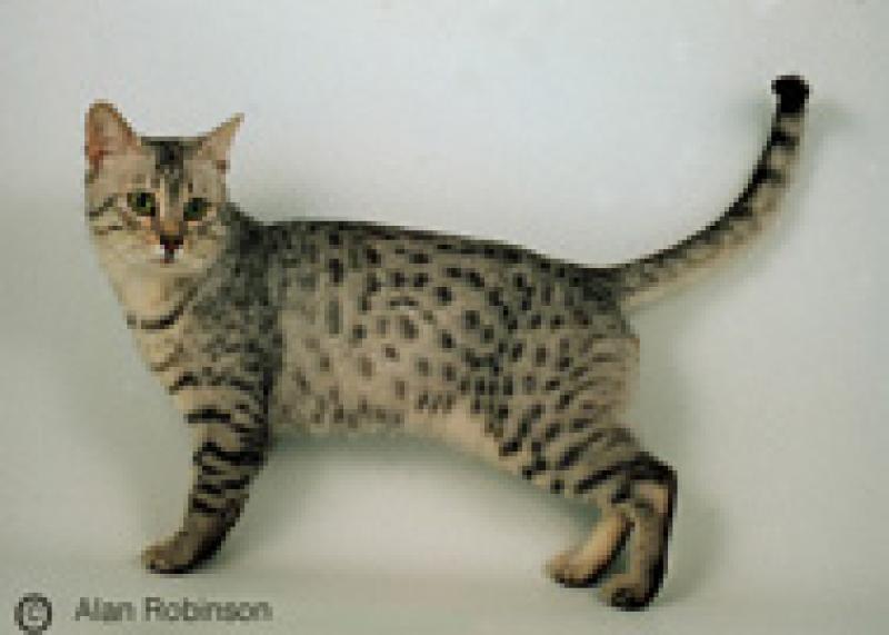 The Egyptian Mau